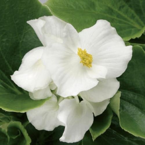 Семена цветов Бегония вечноцветущая Volumia White Syngenta 1000 шт. (BN00383)
