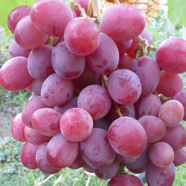 Саженец Виноград Анюта 3 шт. (38277922)