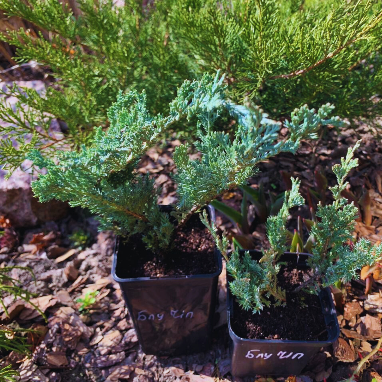 Можжевельник горизонтальный Блю Чип С1 (2669429281) - фото 3 Можжевельник горизонтальный Блю Чип С1 (2669429281) - фото 3