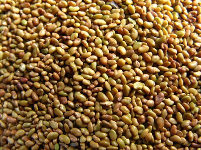 Семена травы люцерны Банат намагничена (6124869) - фото 3 Семена травы люцерны Банат намагничена (6124869) - фото 3