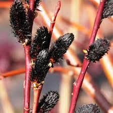 Саженцы верба Ра. Salix gracilistyla Melanostachys в горшке 0,5 л - фото 3 Саженцы верба Ра. Salix gracilistyla Melanostachys в горшке 0,5 л - фото 3