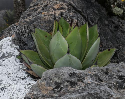 Семена Агава Соломона Agave salomonii 3 шт./уп. - фото 3