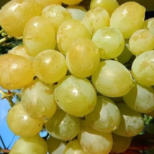 Саджанець Виноград Білоцерківський ранній термін дозрівання гармонійний смак з ноткою мускату (178647)