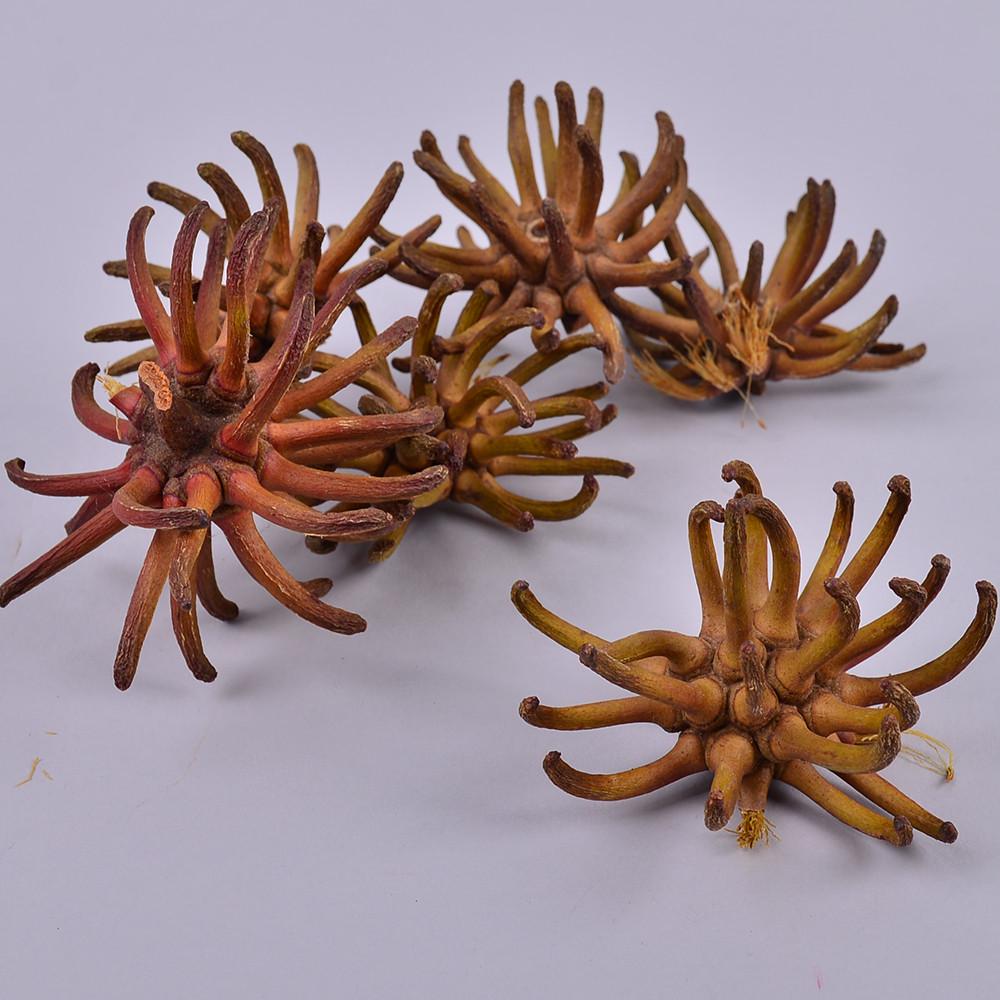 Сухоцвет Spidergum - морская звезда (4563)