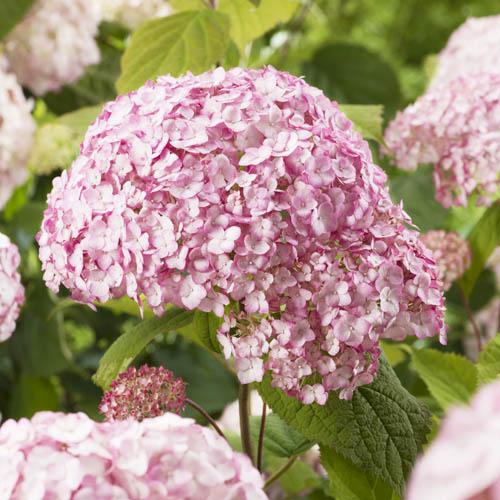 Гортензия Florium Candybelle Bubblegum древовидная (16556)