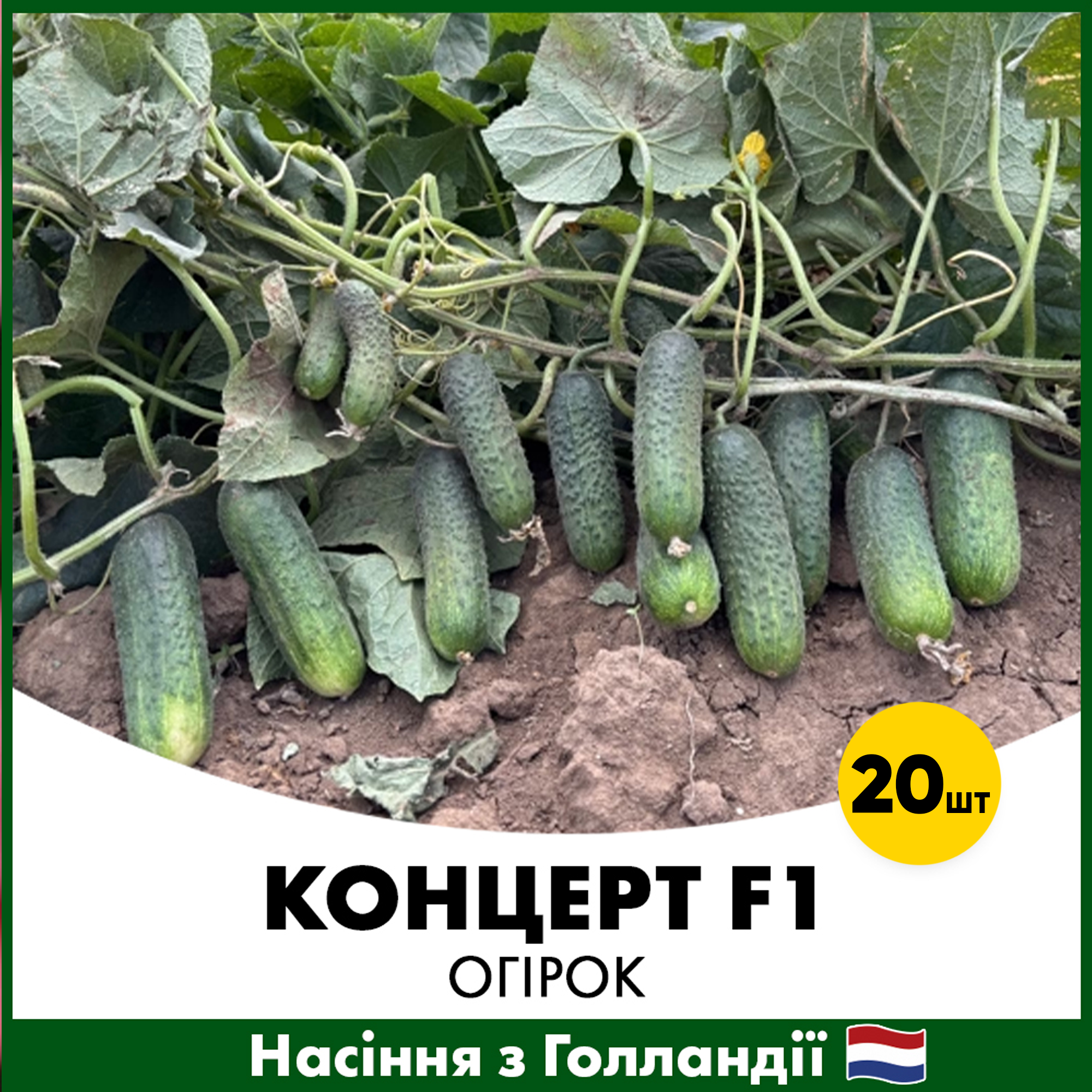 Насіння огірка Rijk Zwaan Концерт F1 20 шт. (RZK20)