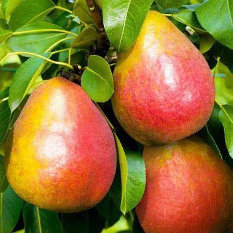 Саджанець груши Дюшес ВІльямс літній (2074217048)