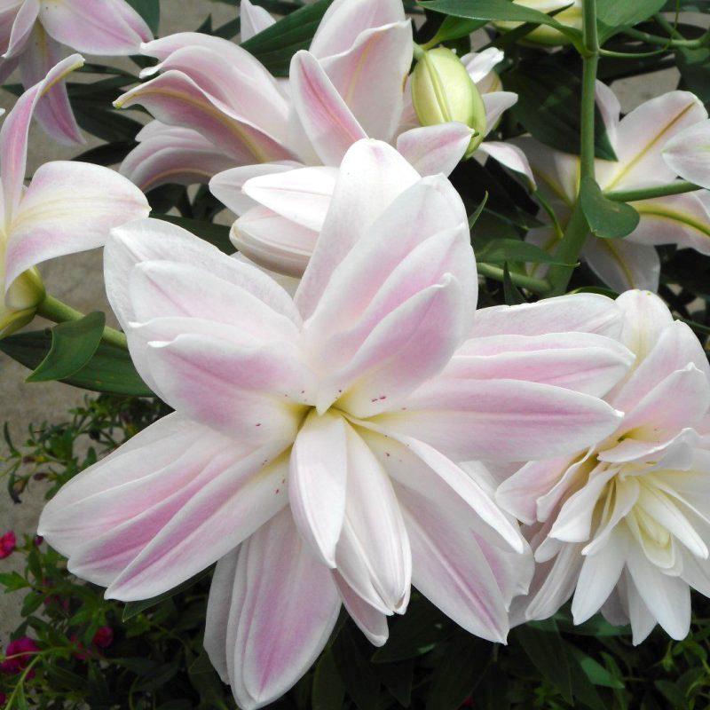Луковицы цветов Лилия махровая Лотус Бриз Lotus Breeze 3 шт. (38285693)