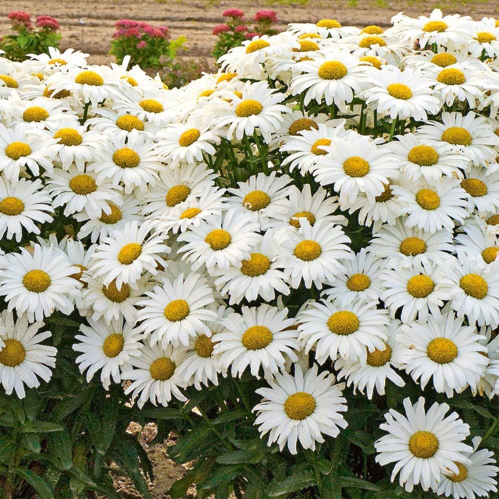 Насіння Королиця May Queen Leucanthemum vulgare 0,1 г/уп.