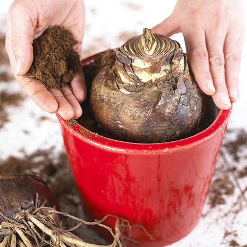 Амариллис Florium Gold Medal (15060) - фото 3 Амариллис Florium Gold Medal (15060) - фото 3