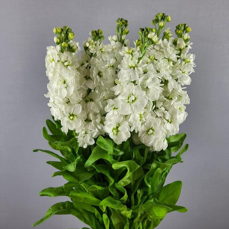 Левкой раннее цветение Noble White Takii seed 250 шт. (BN08913-2)