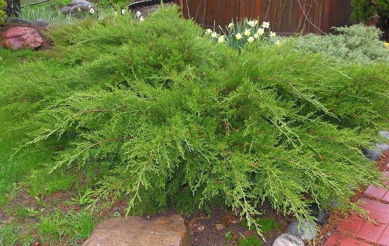 Можжевельник средний Минт джулеп С7,5 (2669484437) - фото 4