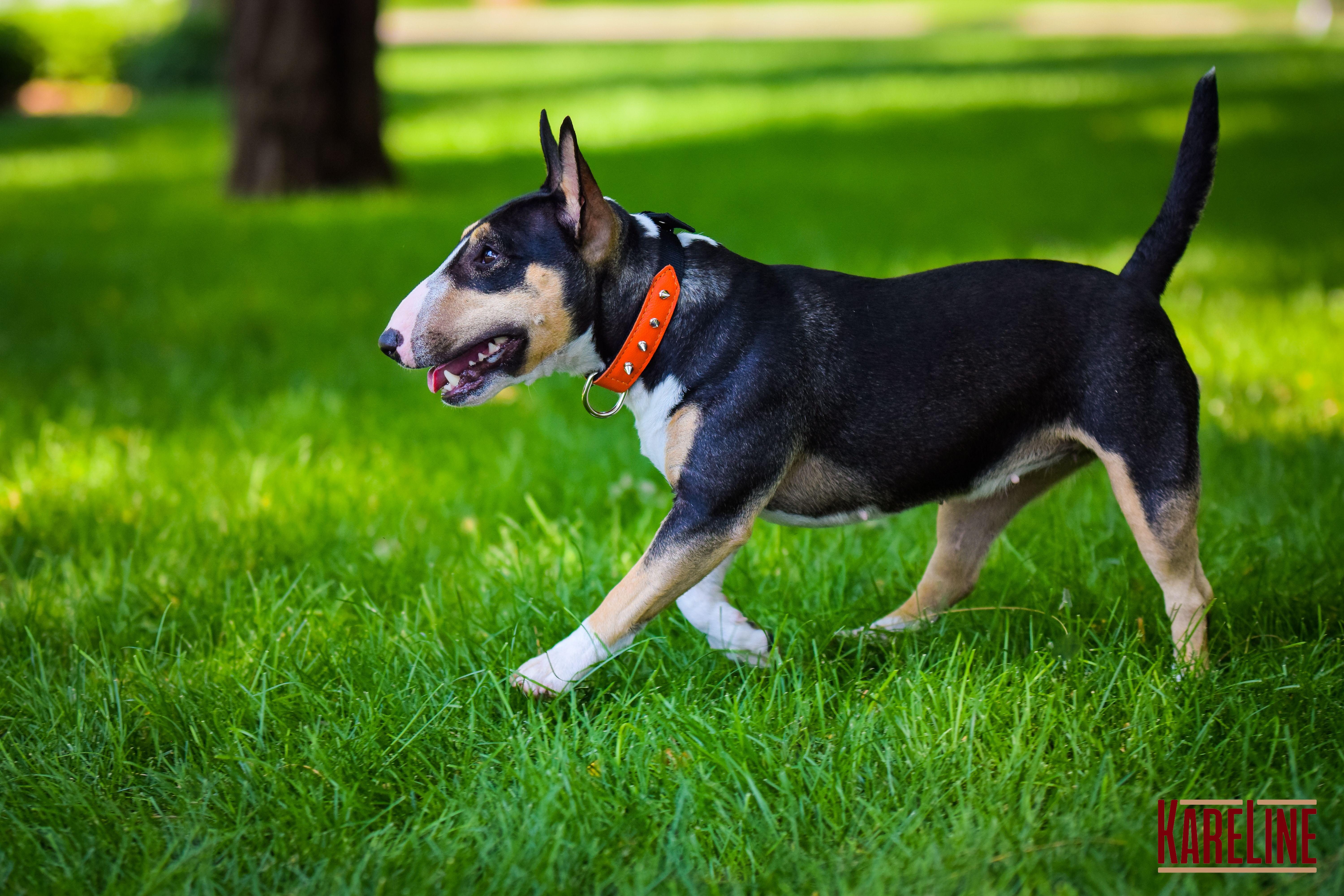 Ошейник KareLine и натуральной кожи с заклепками 25 мм 370-440 мм (6603/11) - фото 4