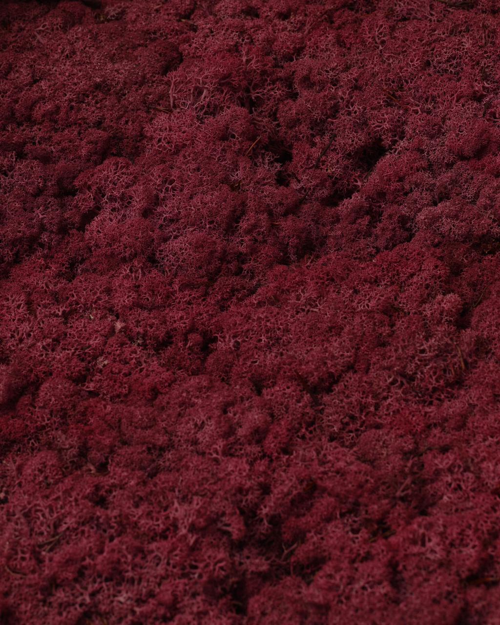 Стабілізований мох Autumn (20698580) - фото 3 Стабілізований мох Autumn (20698580) - фото 3