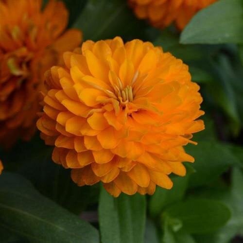 Семена цветов Ценные DOUBLE ZAHARA Bright Orange (BN08603-3)