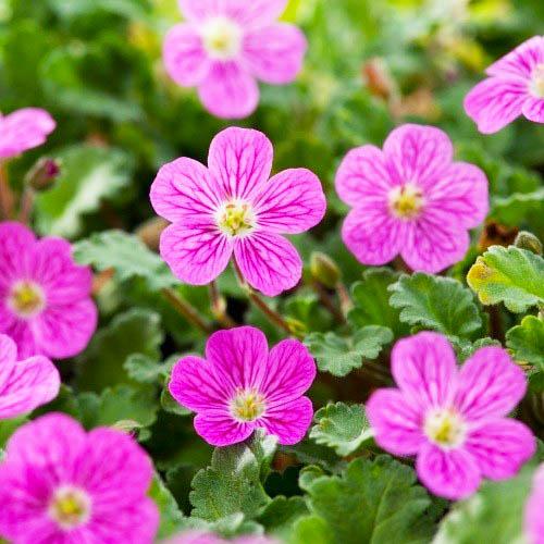 Эродиум Florium Bishop's Form (5476)