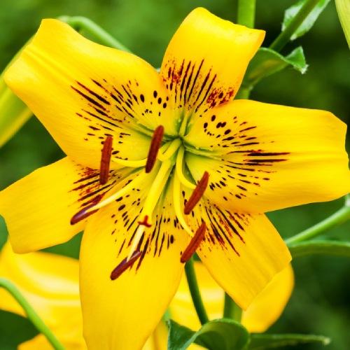 Лилия Yellow Bruse Florium