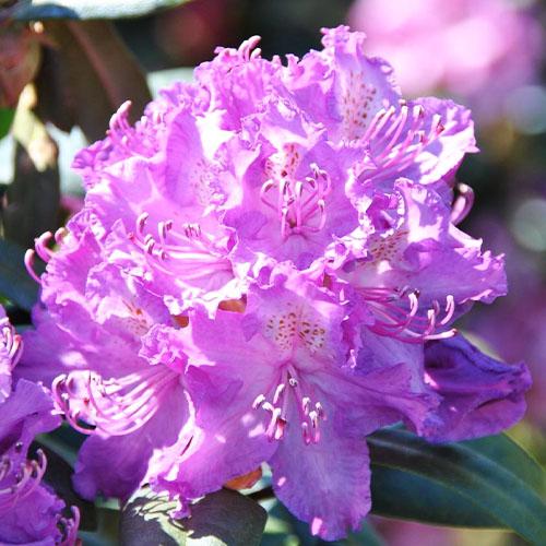Рододендрон Florium Alfred (22567)