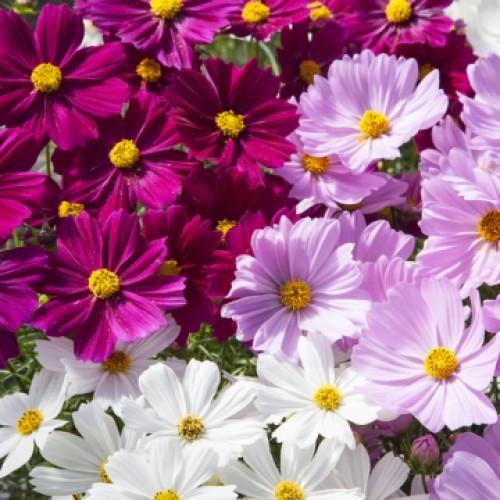 Насіння квітів Космея двічіпериста Apollo Mix Floranova 10 шт. (BN07590-4)