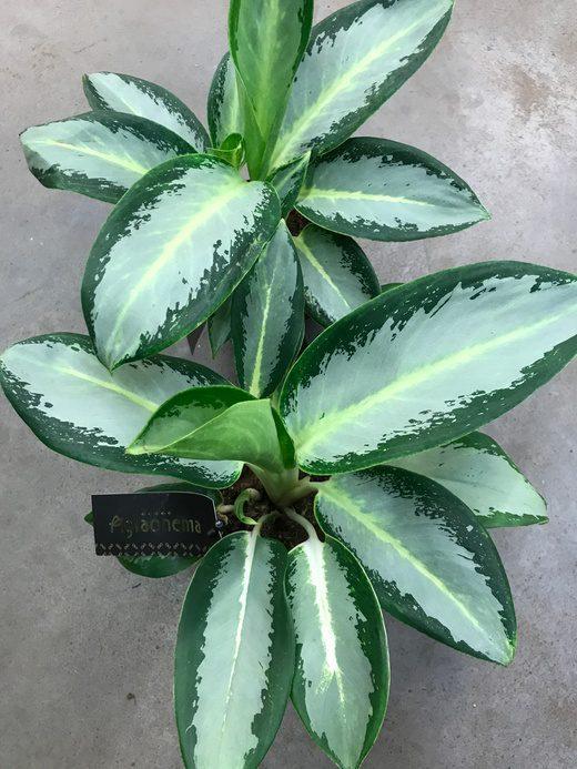 Аглаонема Сильвер Блу 12/30 см (2679631522) - фото 2