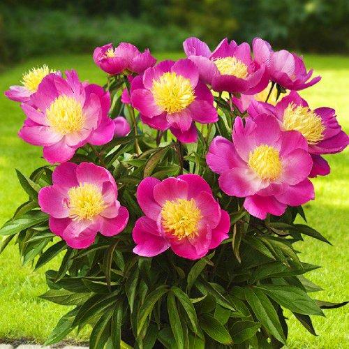 Пион Florium Patio Peony Kiev (5593)