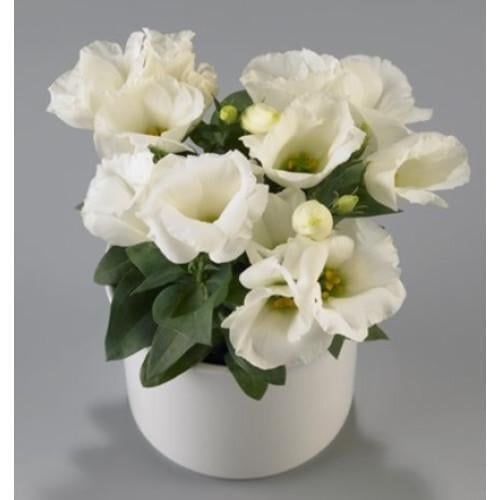 Семена цветов Эустома Лизиантус Carmen Ivory Takii 250 шт. (BN08855-2)