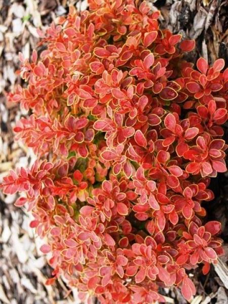 Саженец барбариса Тунберга Admiration С1 (1920843824) - фото 4 Саженец барбариса Тунберга Admiration С1 (1920843824) - фото 4