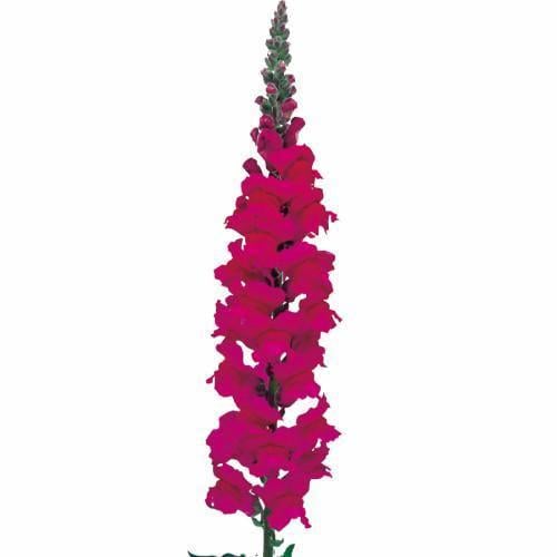 Семена цветов Sakata Львиный зев Admiral Purple 50 шт. (BN06366-3)