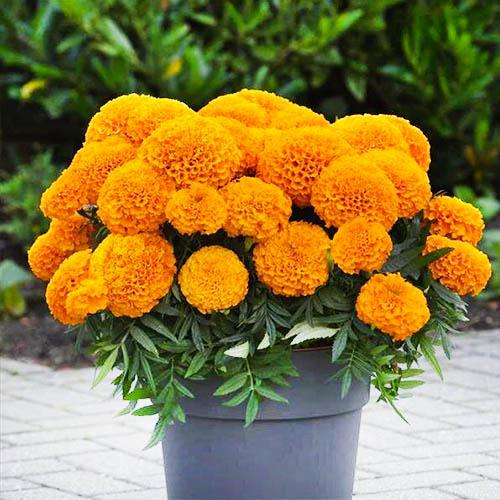 Семена Бархатцы Florium Купидон оранжевые (6212)