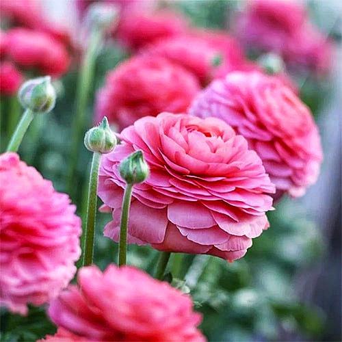 Ранункулюс Aviv Roze 5 шт. (38294592)