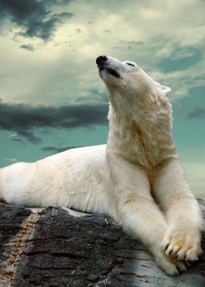 Обогреватель-картина Shine EK-51 Медведь 019 250 W инфракрасный настенный 106х60 см (1464098419)