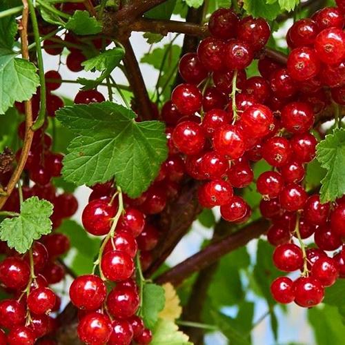Саженцы смородины Рубиновая черенкованный 1-летний (5563)