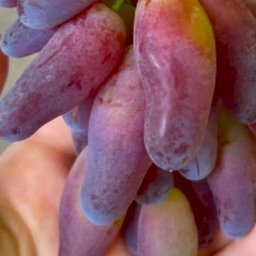 Виноград десертный Бананчик Розовый (187664)