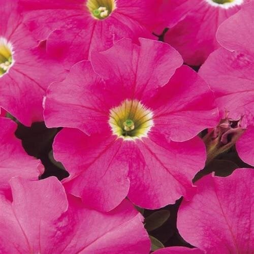 Семена цветов Петуния крупноцветковая DREAMS F1 PINK PanAmerican 50 шт. (BN10828-3)