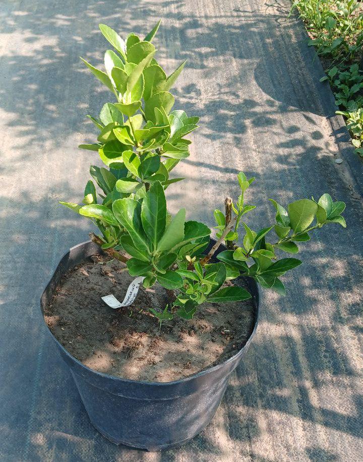 Бересклет Euonymus japonicus Grandifolius (19035956)