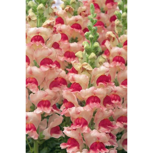 Семена цветов Syngenta Львиный зев Opus III/IV Appleblossom 100 шт. (BN00094-3) Семена цветов Syngenta Львиный зев Opus III/IV Appleblossom 100 шт. (BN00094-3)
