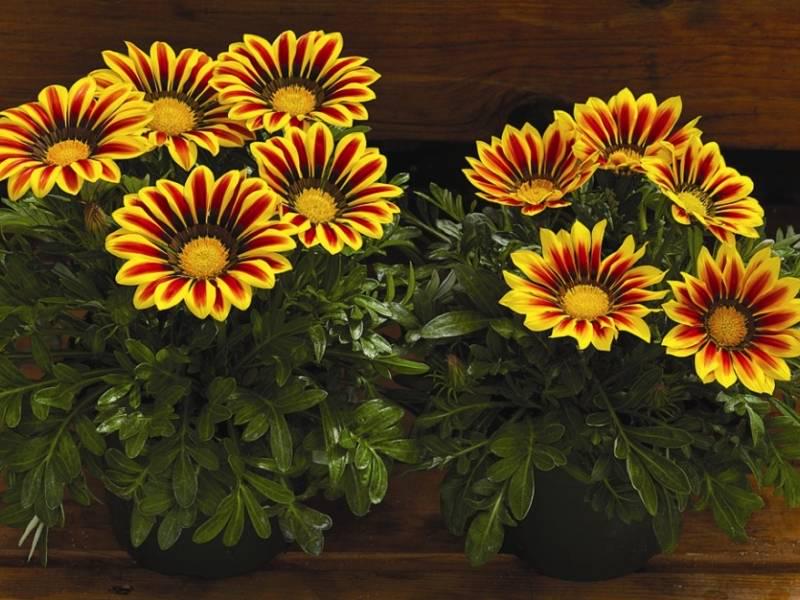 Семена Газания жестколистая Kiss Yellow Flame ТД Гекса-Украина 02-01-594 100 шт. (IR003218)