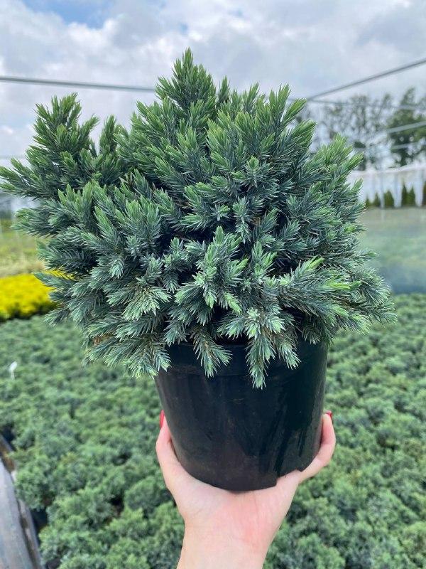 Можжевельник чешуйчатый/Juniperus squamata Blue Star С2 (2635128551) - фото 2 Можжевельник чешуйчатый/Juniperus squamata Blue Star С2 (2635128551) - фото 2