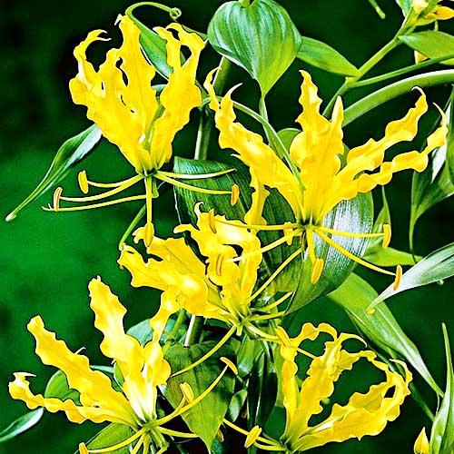 Глоріоза Florium Lutea (4442)