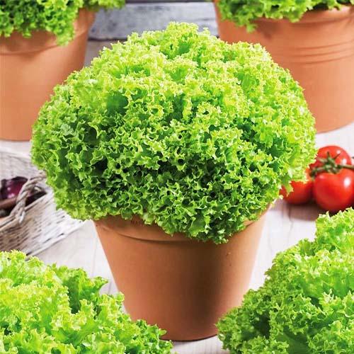 Насіння Салат Florium Лолло Біонда 5 г (19456)