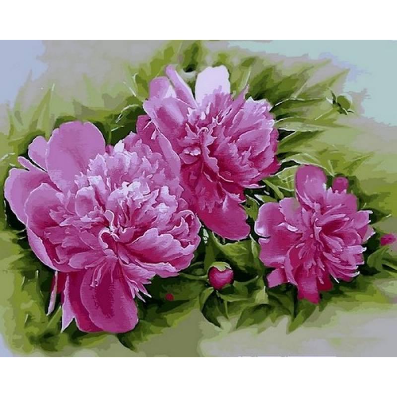 Картина по номерам Mariposa Пионы Розена Плена 40x50 см (Q2184)