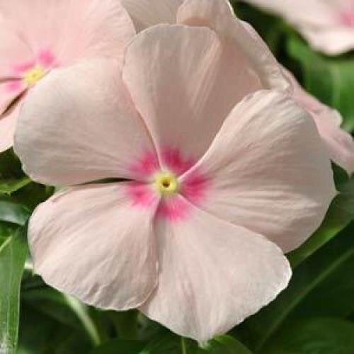 Семена цветов Катарантус MEDITERRAN XP PEACH PanAmerican 10 шт. (BN05356-4)