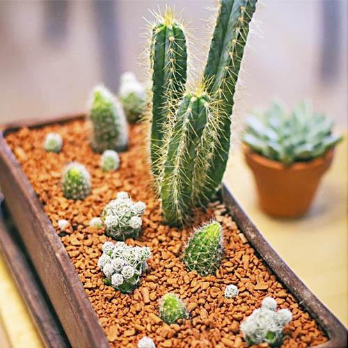 Субстрат для орхідей Florium Seramis 7 л (15771) - фото 3 Субстрат для орхідей Florium Seramis 7 л (15771) - фото 3