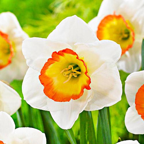 Нарцисс Florium Night Cap (17914)