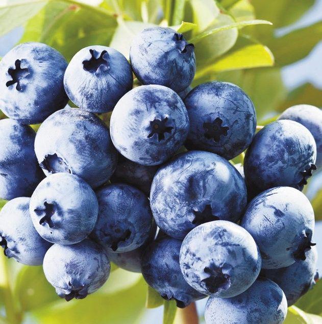 Саженцы Голубика Норт Блю 3 шт. (38276573)