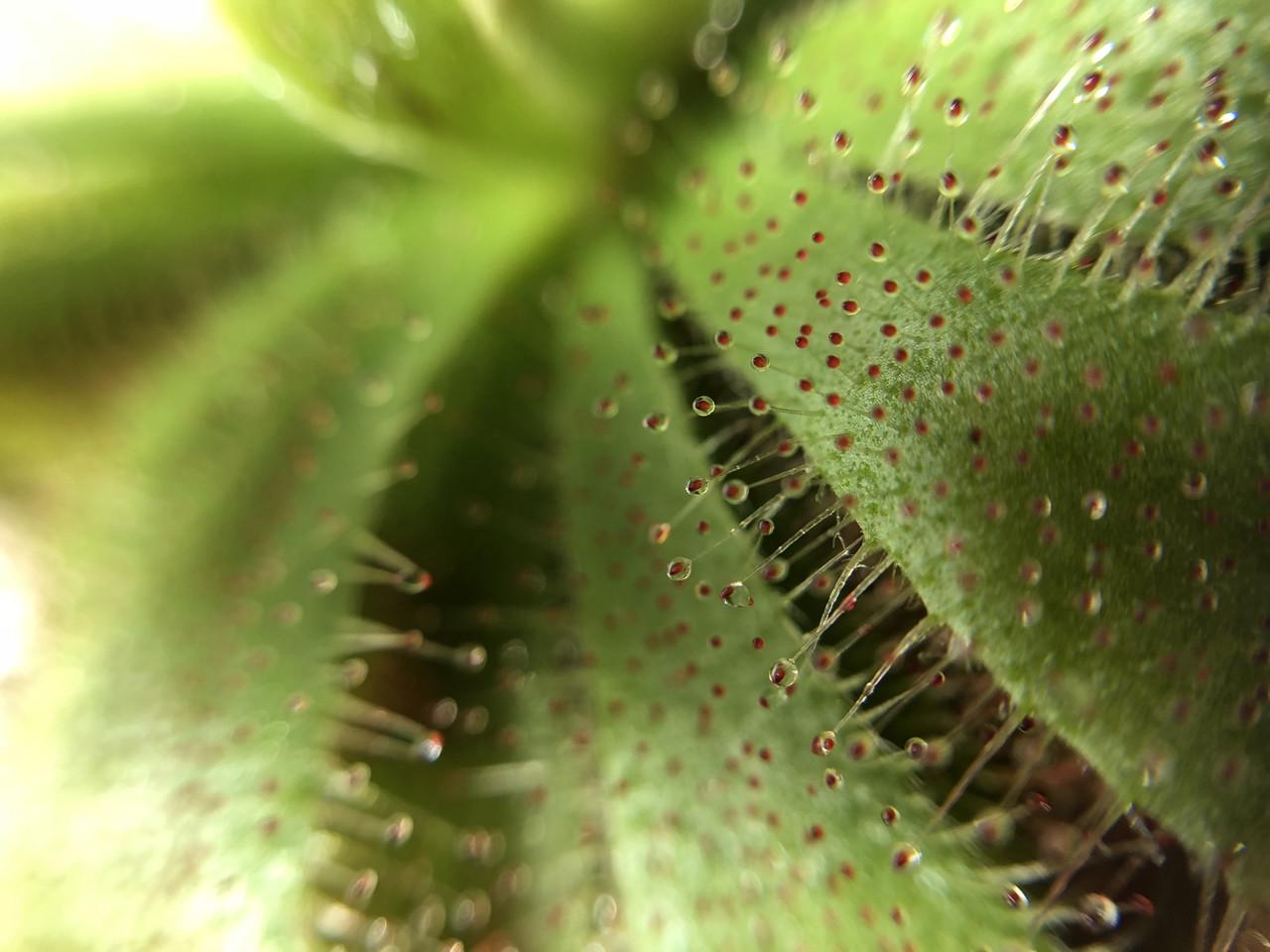 Растение хищник росичка Алисия AlienPlants Drosera Aliciae размер M (SUN0012CP) - фото 6