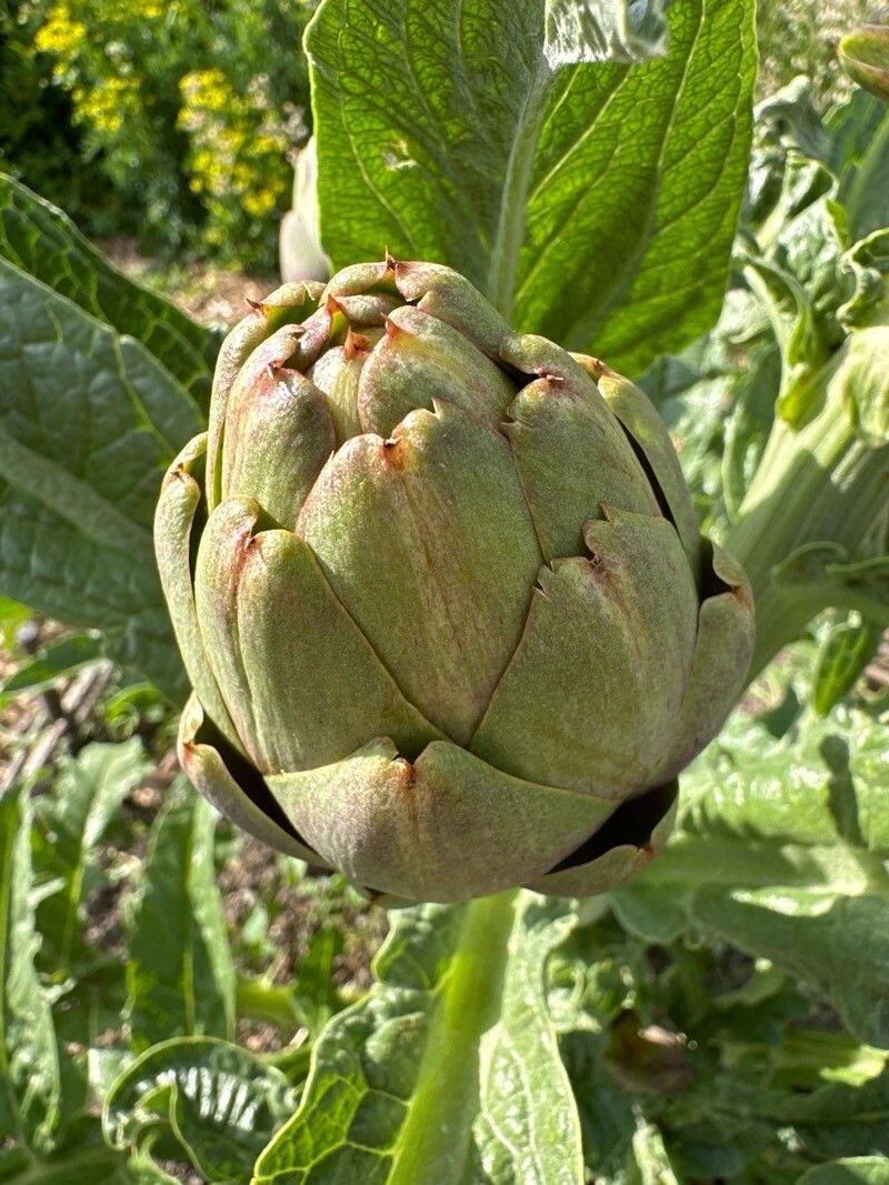 Семена Артишок Грин Глоуб 0,5 г 10 шт. зеленый (RS-00833) - фото 6 Семена Артишок Грин Глоуб 0,5 г 10 шт. зеленый (RS-00833) - фото 6