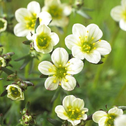 Камнеломка Florium Арендса White Pixie (22553)