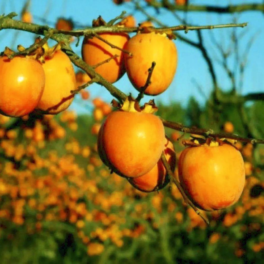 Саженец хурмы Кавказская сеянец 1 летний (14965080)