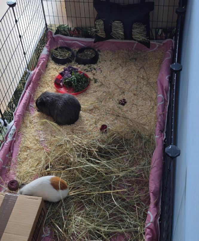 Клітка для гризунів 46х143х73 см - фото 15 Клітка для гризунів 46х143х73 см - фото 15